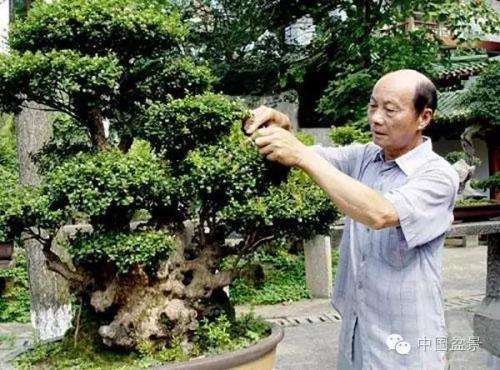 盆景怎么日常零星修剪的方法