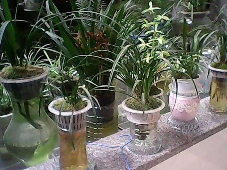 盆景怎么无土栽培的6个注意事项