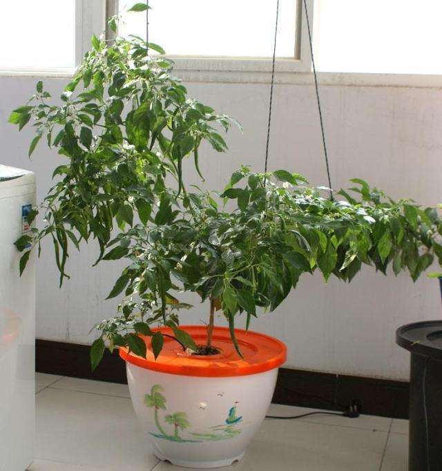 盆景无土栽培的2个现状