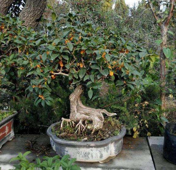 桂花盆景怎么整姿的3个技术 图片