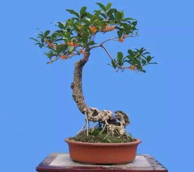 桂花盆景怎么整姿的3个技术 图片