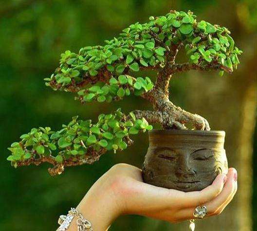 盆景怎么立意构图的方法