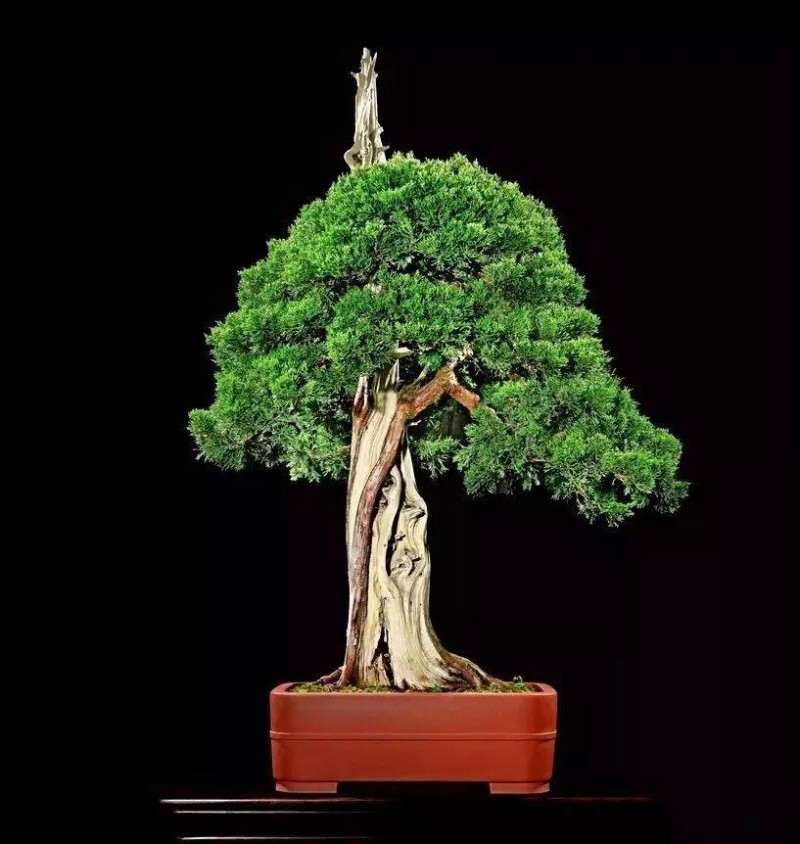 盆景怎么统一协调的方法