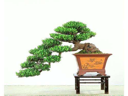 盆景怎么制作与欣赏的秘笈