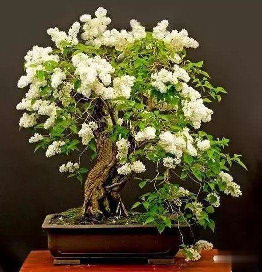 怎么养护紫薇盆景的9个步骤