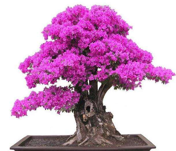 三角梅盆景怎么造型的3个方法