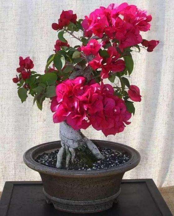 三角梅盆景怎么控花激素的3个施用方法