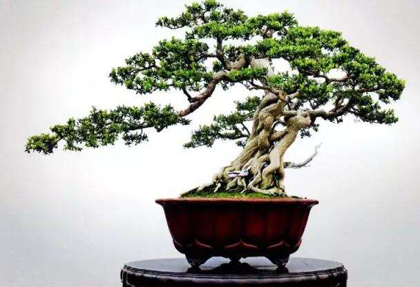 珍珠黄杨盆景翻盘后脱叶 枯枝 烂根