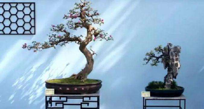 盆景怎么以小见大的方法