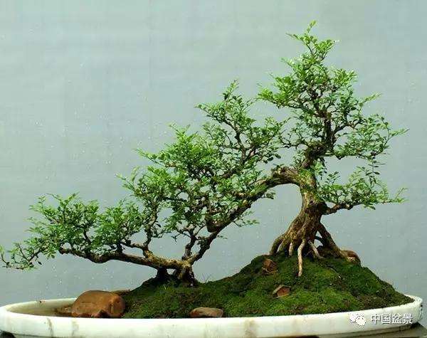 盆景怎么疏密得当的方法