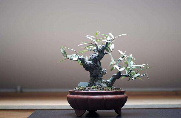 盆景怎么虚实相宜的方法