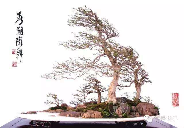 盆景怎么静中有动的方法