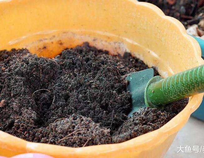 盆景的土壤应该如何选择的方法