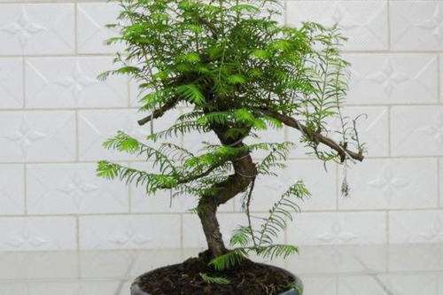 盆景光照与置场怎么选择的方法