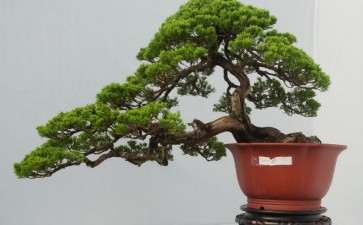 柏树盆景桩造型设计的7个方法 图片