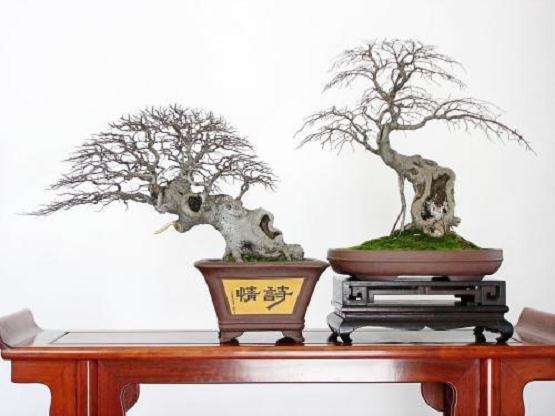 朴树盆景怎么发芽养护管理的方法