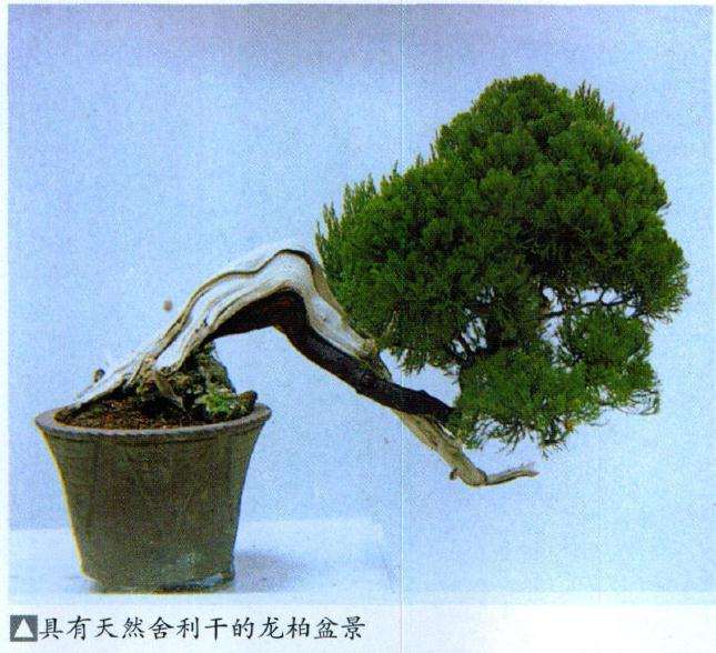 怎么确定盆景舍利干正面的3个原则