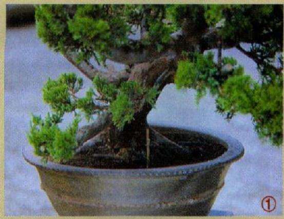 决定盆景理想的正面