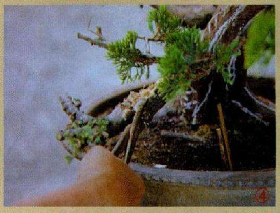 盆景剥皮制作神枝