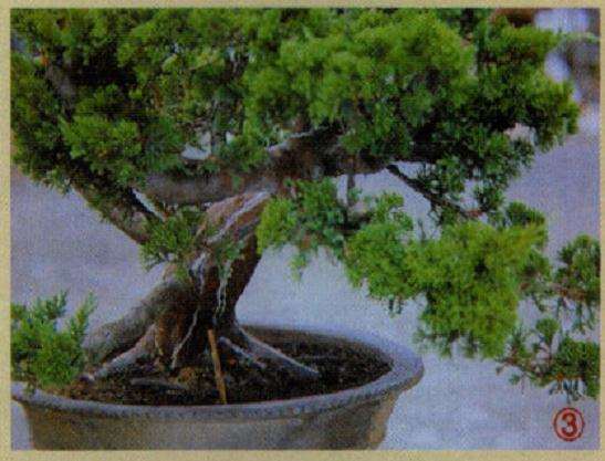 以粉笔句勒出盆景吸水线位置