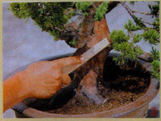 盆景以铜刷将干身清理干净