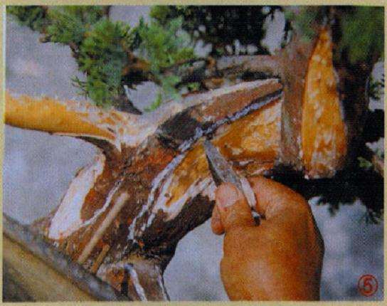 盆景剥皮创作吸水线