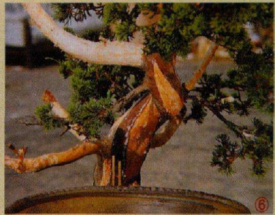 盆景神枝和舍利干剥皮完成