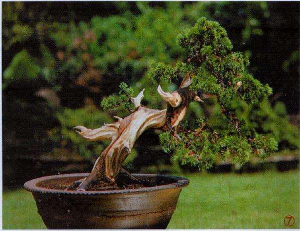 盆景雕刻整姿作业完成