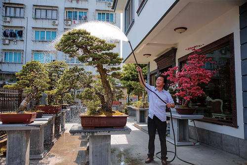 盆景浇水如何掌握不干不浇