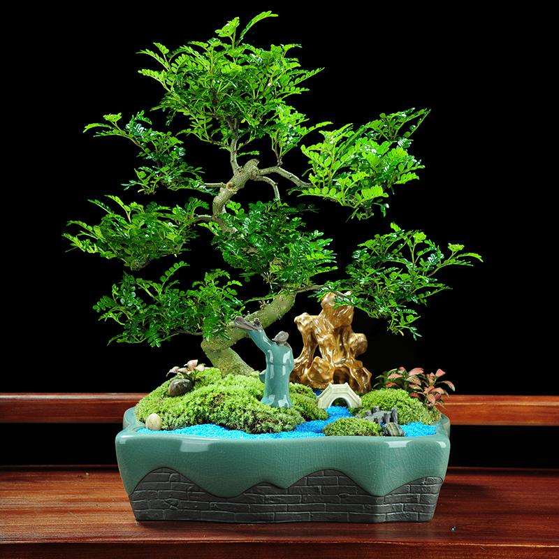 清香木盆景的温度与风吹怎么控制