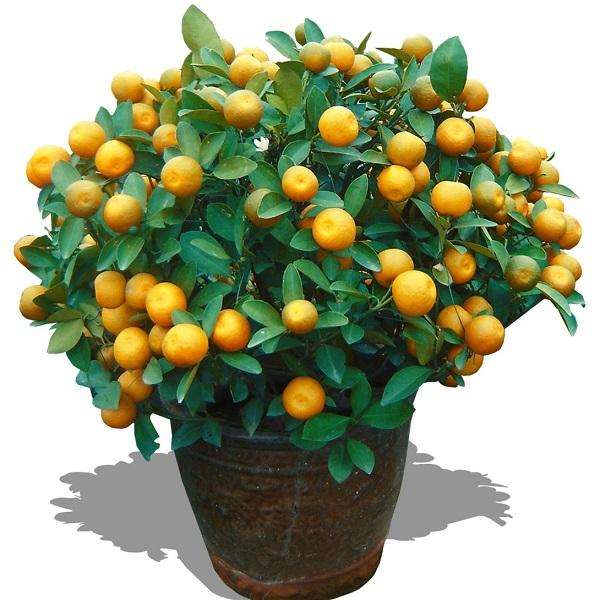 金桔盆景怎么多挂果的方法