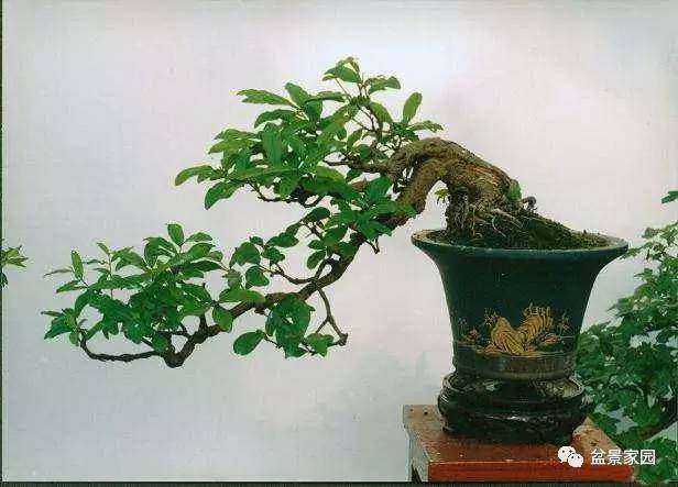 何为盆景的藏和露 怎么制作