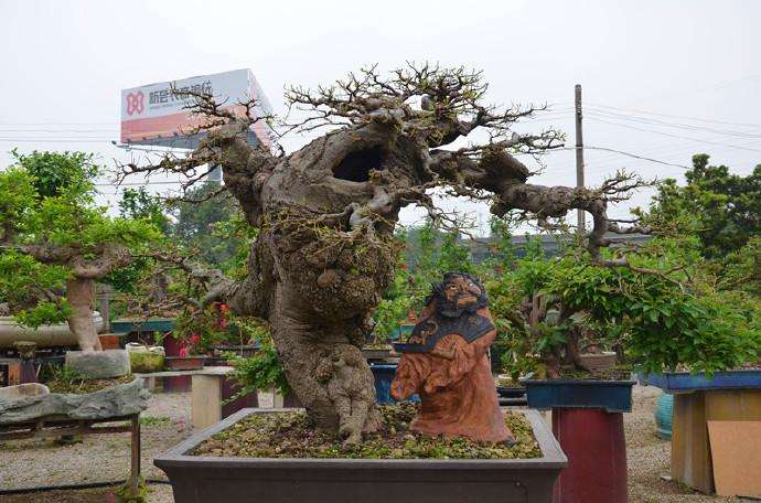 何为盆景的藏和露 怎么制作