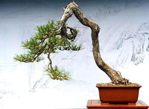 中国的盆景艺术的五维是什么