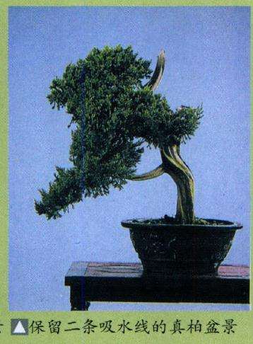 图解 反复思索神枝 舍利干的盆景构图