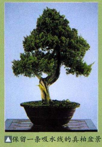 图解 反复思索神枝 舍利干的盆景构图