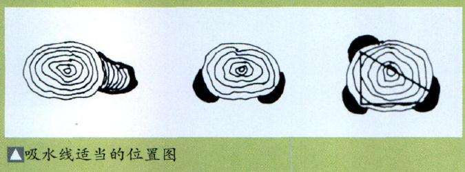 图解 反复思索神枝 舍利干的盆景构图