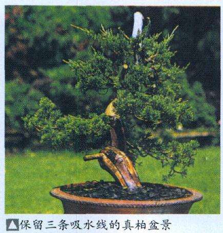 图解 反复思索神枝 舍利干的盆景构图