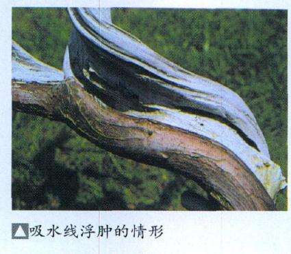 图解 反复思索神枝 舍利干的盆景构图