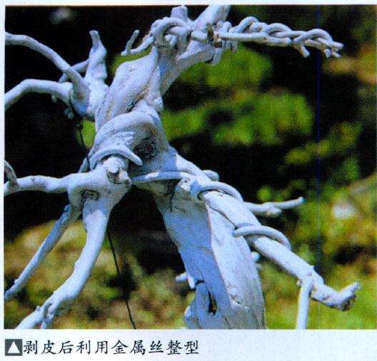 制作盆景神枝时注意事项