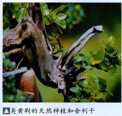 图解 制作盆景神枝时的6个注意事项