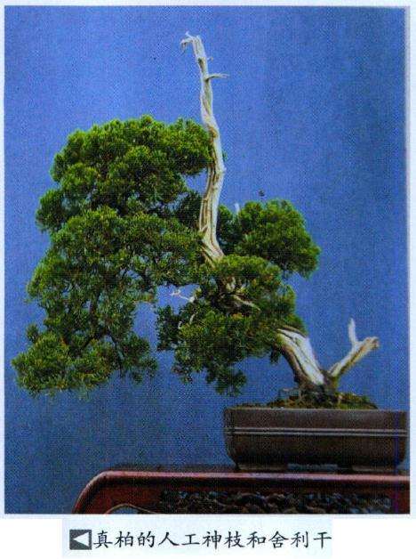 图解 制作盆景神枝时的6个注意事项
