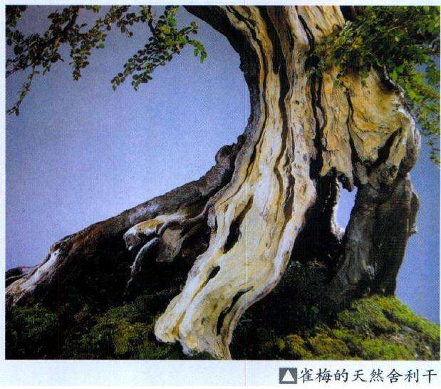 图解 制作盆景神枝时的6个注意事项