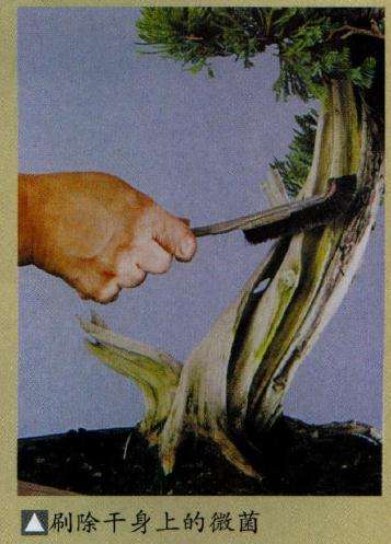 盆景神枝舍利干怎么保养的方法