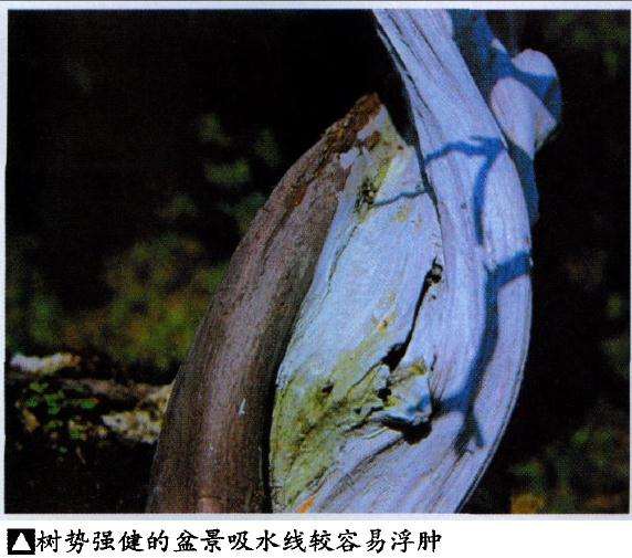 盆景神枝舍利干怎么保养的方法