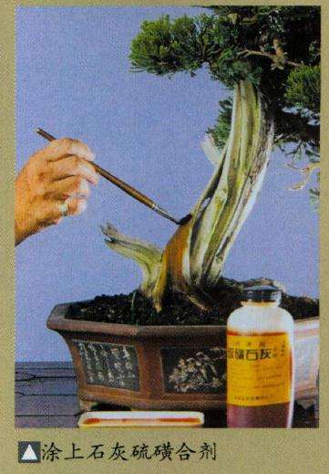 盆景神枝舍利干怎么保养的方法