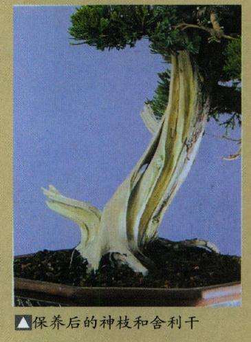 盆景神枝舍利干怎么保养的方法