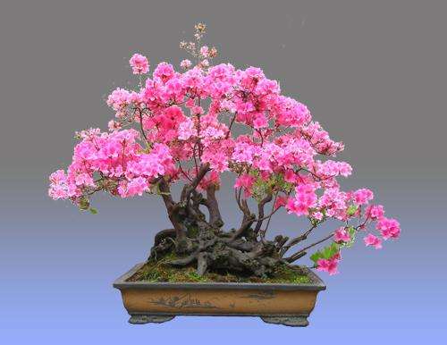 映山红盆景