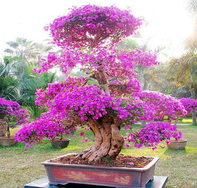 紫荆花盆景紫荆花的养殖方法