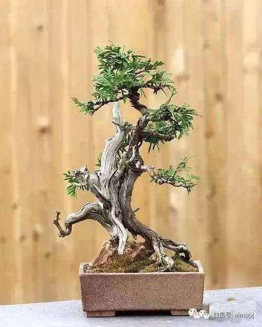 盆景肥料 怎样烧制草木灰的方法